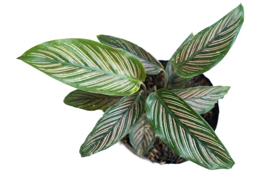 Calathea can thrive with moderate indirect sunlight and loves humidity