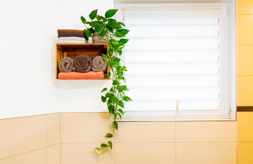 Pothos is a favourite when choosing the best bathroom plants as this plant loves low light and humidity