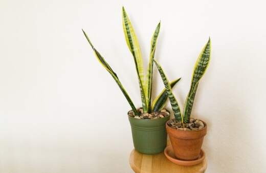 Snake plants thrive in humidity and can tolerate low to bright indirect light, so you can place them almost anywhere in your bathroom